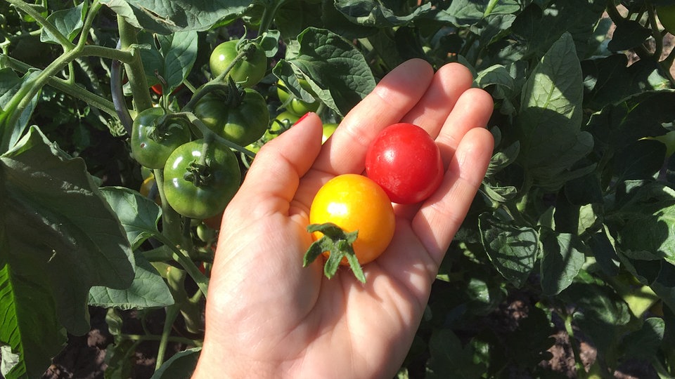 Tomaten Fünf Tipps für den erfolgreichen Anbau MDR.DE