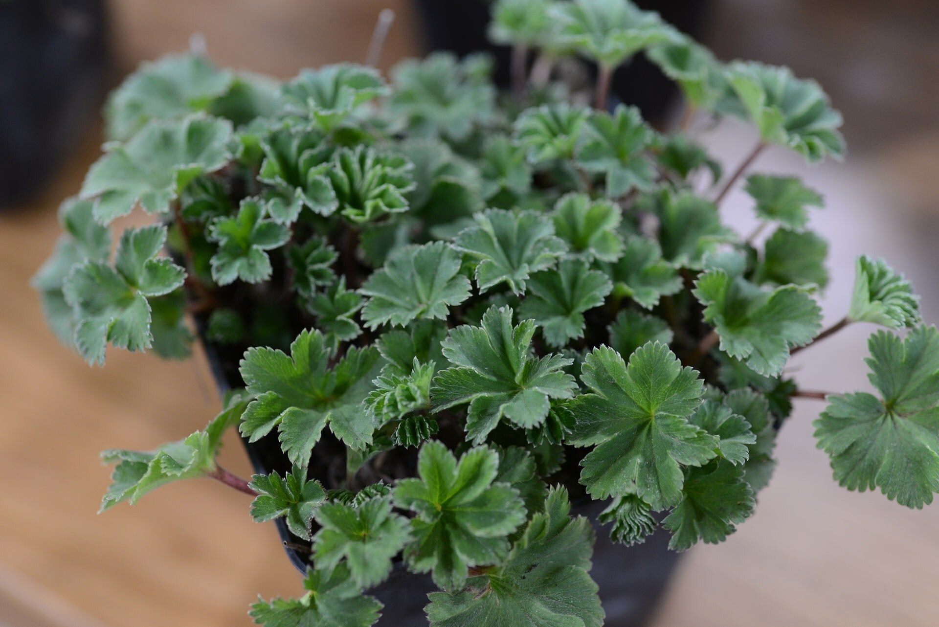 Heilkräuter Naturheilpflanzen für den Garten MDR.DE