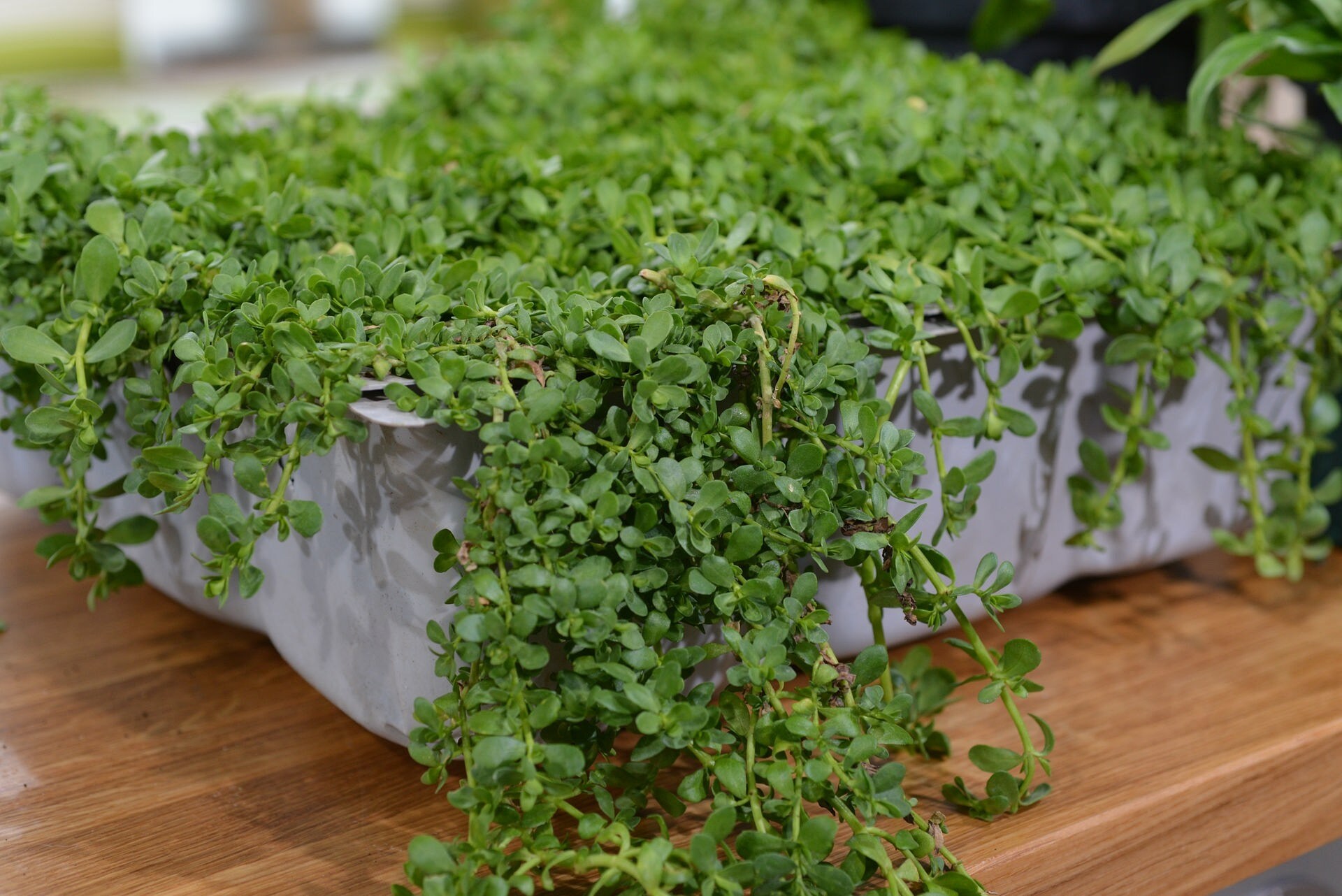 Heilkräuter Naturheilpflanzen für den Garten MDR.DE