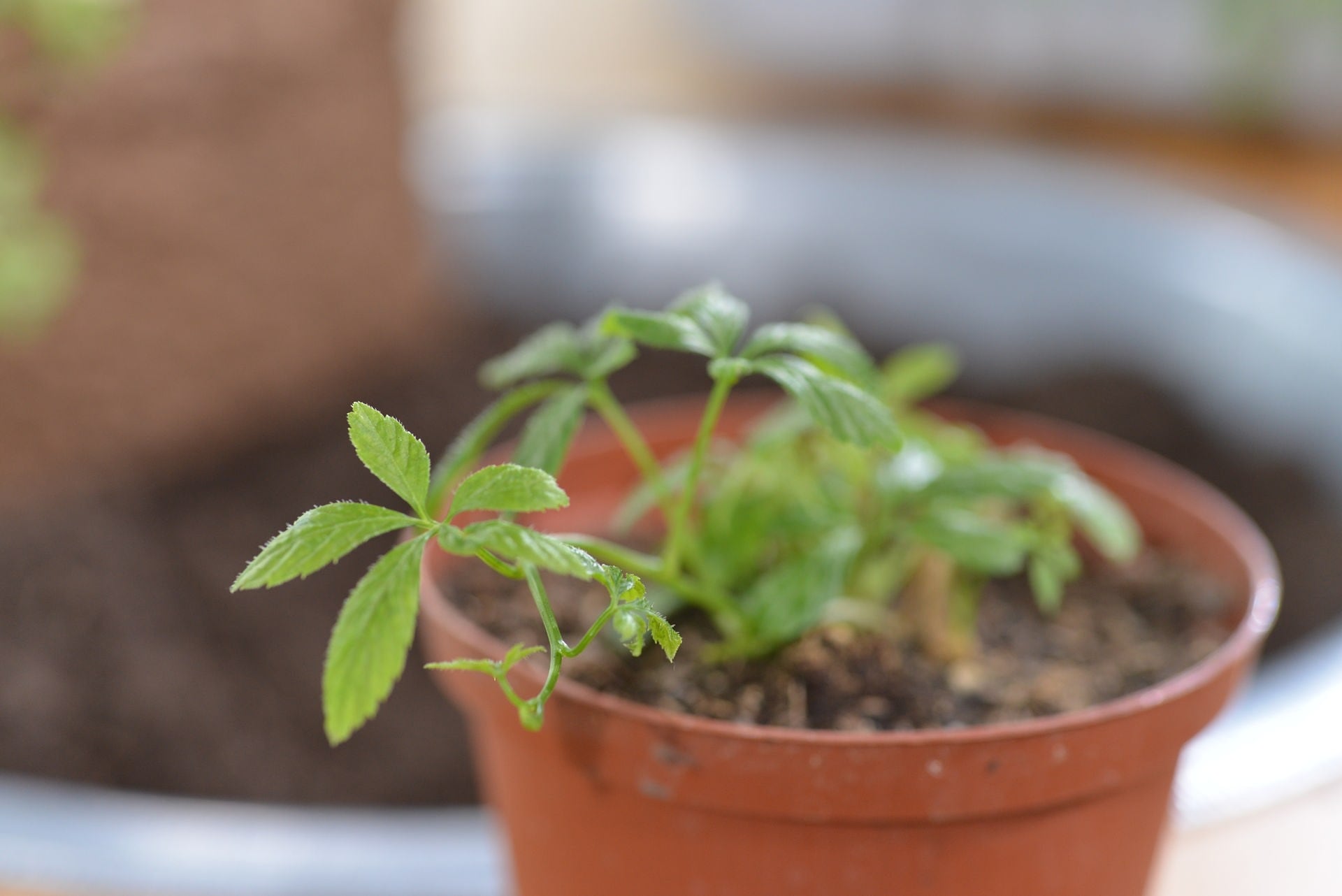 Heilkräuter Naturheilpflanzen für den Garten MDR.DE