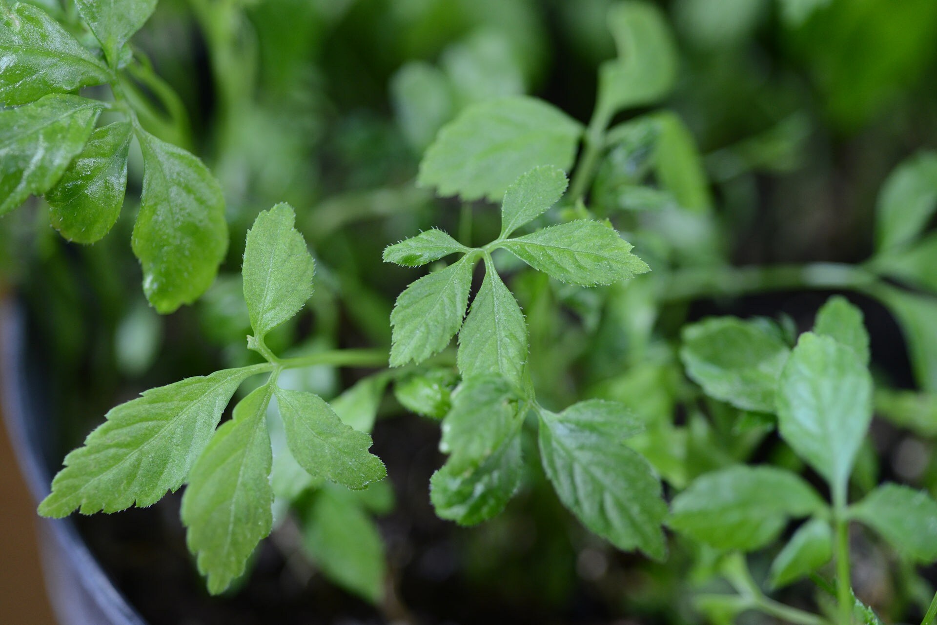 Heilkräuter Naturheilpflanzen für den Garten MDR.DE