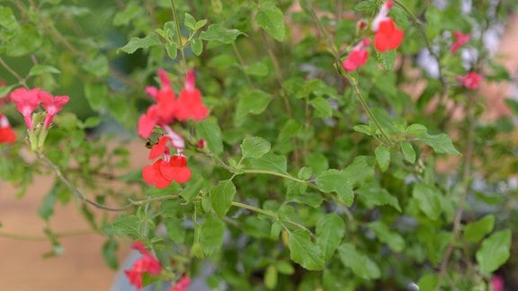 Pflanze mit kleinen, roten Blüten in einem Blumentopf  