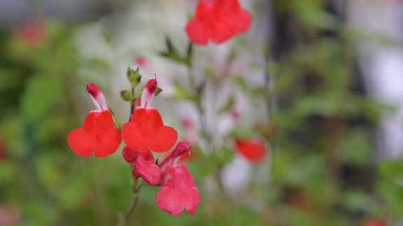 Pflanze mit kleinen, roten Blüten  