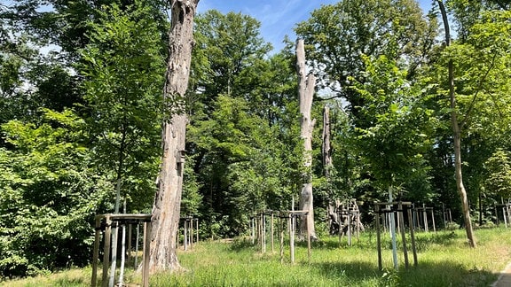 Alter Baumbestand und Totholz im Glacis auf der Landesgartenschau Torgau.