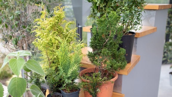 Verschiedene Zypressenarten für Balkon, Terrasse oder Garten.