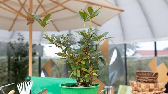 Zwergrhododendron