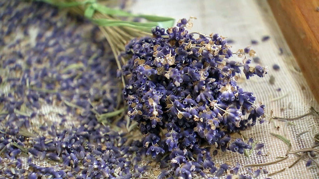 Lavendel Nach Dem Winter Zuruckschneiden Mdr De