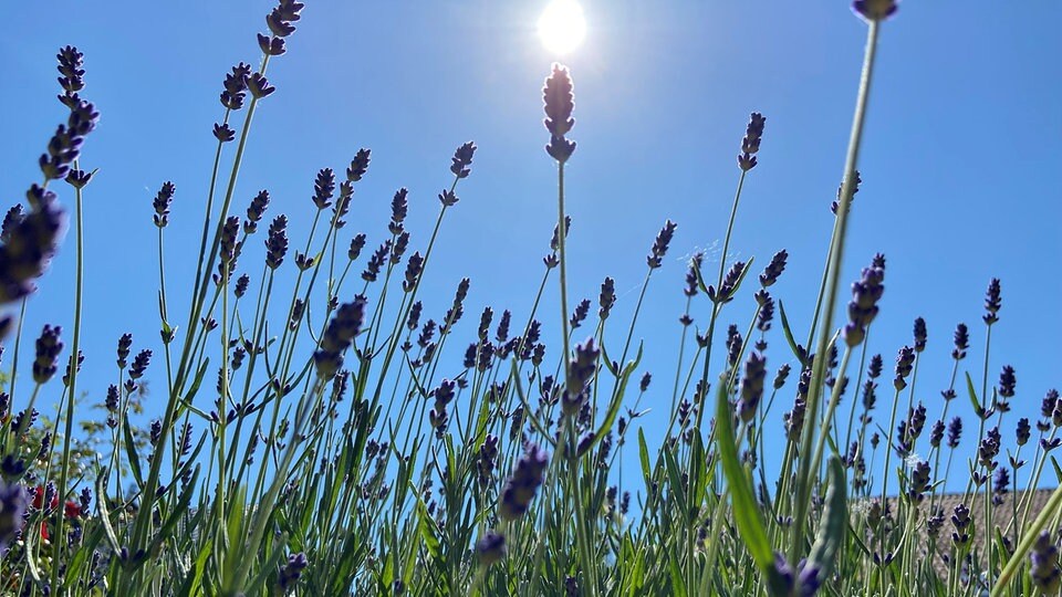 Hitze und Trockenheit im Garten Antworten auf wichtige Fragen MDR.DE