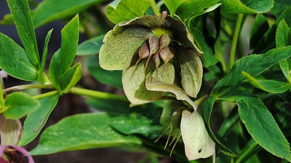 Braun-grün gesprenkelte Blüte einer Lenzrose mit deutlich sichtbarem Samenansatz 