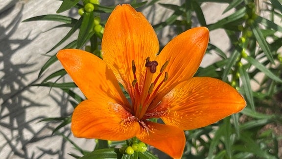 Eine orange blühende Feuer-Lilie