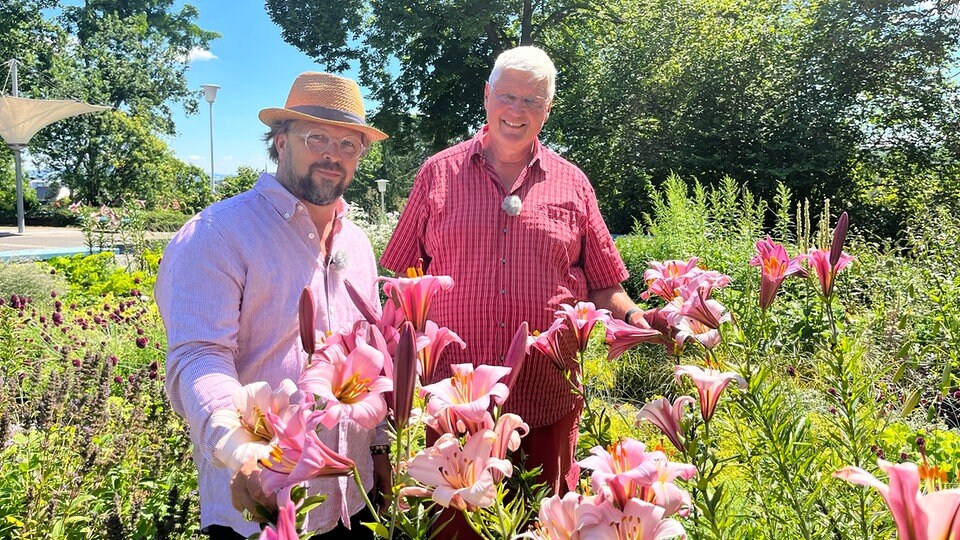 Prächtige Pflanzen Lilien pflegen und vermehren MDR.DE