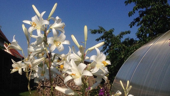 Weiße verzweigte Lilienpflanze mit vielen Blüten