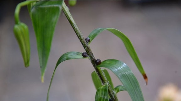 Kleine schwarze Perlen haben sich am Stiel oberhalb der Blätter gebildet.