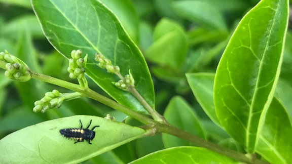 Eine kleine Marienkäferlarve auf einem grünen Blatt.