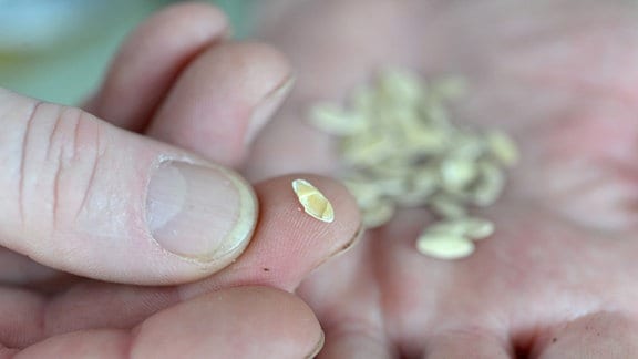 Auf einem Finger liegt ein defektes Samenkorn. Im Hintergrund liegen viele Samen auf einer Hand.  