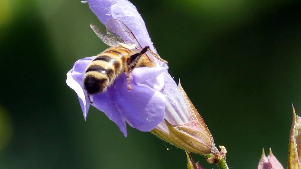 Studie: Ohne Bienen keine Landwirtschaft | MDR.DE