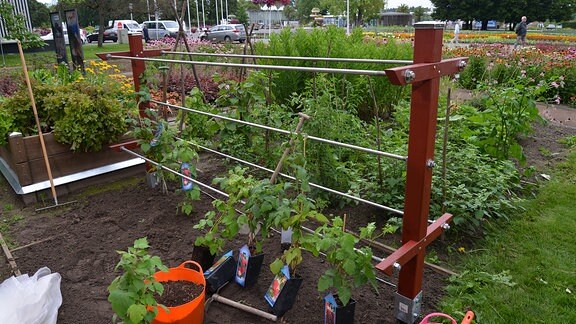 Alle Himbeeren spalier im Überblick