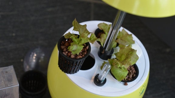 Unter einem Lampenschirm ist ein Blumentopf integriert. In dem Blumentopf sind runde Öffnungen in denen kleine Pflanzkörbe mit Substrat und jungen Salatpflanzen hängen.  