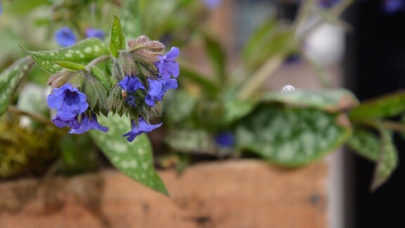 Kleine blaue Blüten einer Pflanze.   