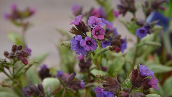 Kleine blaue und lilafarbene Blüten einer Pflanze.  