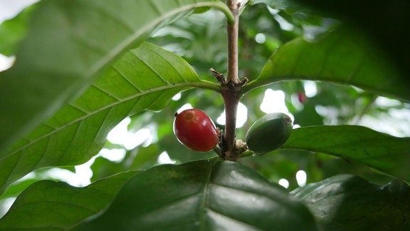 Zwischen Blättern wachsen an einer Pflanze zwei Kaffeekirschen, eine ist rot, die andere noch grün.  
