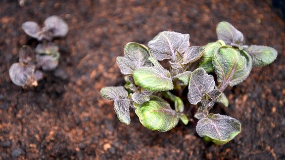 Junge Kartoffelpflanze im Boden