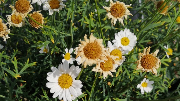 Klassische Margerite in einem Topf. Viele Blüten sind schon welk. 