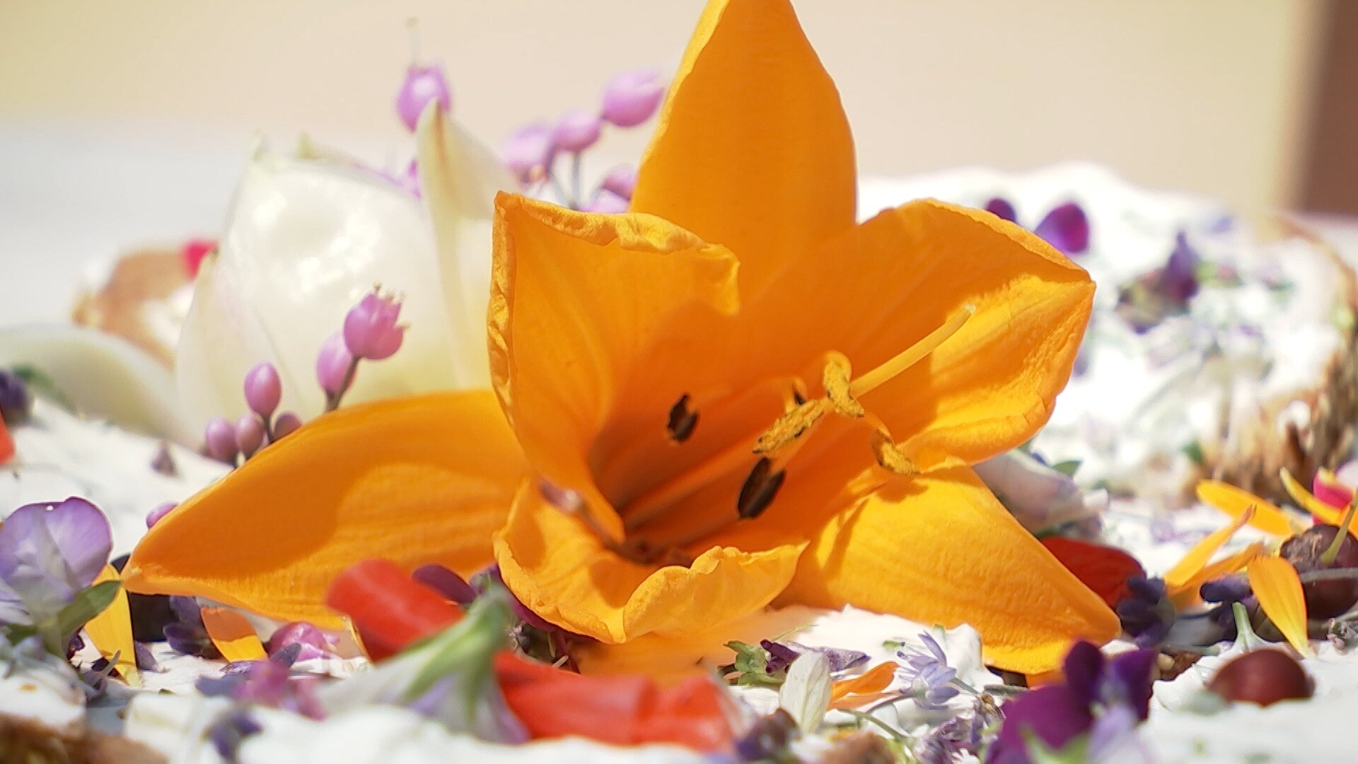55+ Essbare Blumen Bio Gärtner Sachsen-Anhalt, Ebay kleinanzeigen