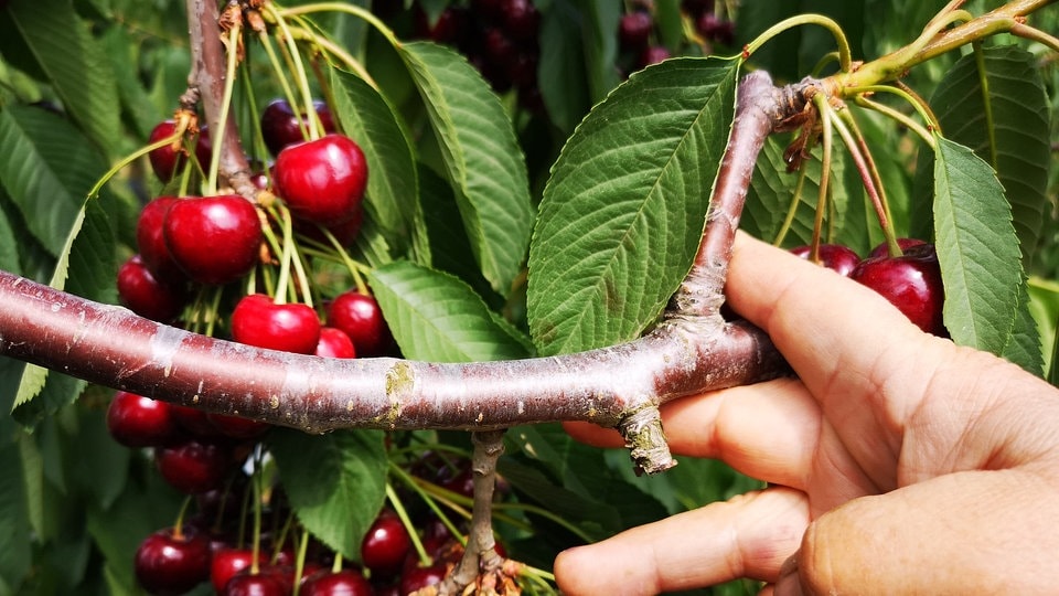 Wasserschosser Am Kirschbaum Entfernen Unser Garten