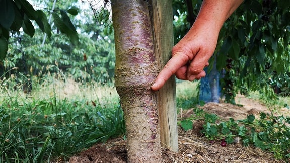 Eine Hand zeigt an einem Kirschbaum, wo dieser zurückgeschnitten werden soll. 