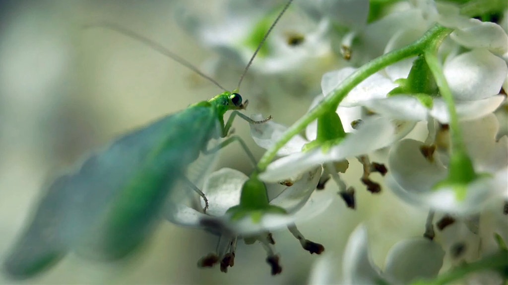 Florfliegen Helfen Gegen Blattlause Im Garten Mdr De