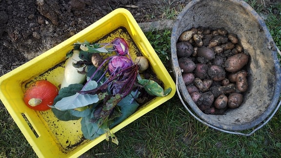 In einem Eimer liegen geerntete Kartoffeln. In einer Box liegt geerntetes Gemüse.    