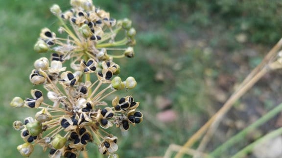 Blütenstand mit Samen des Schnittknoblauch.   