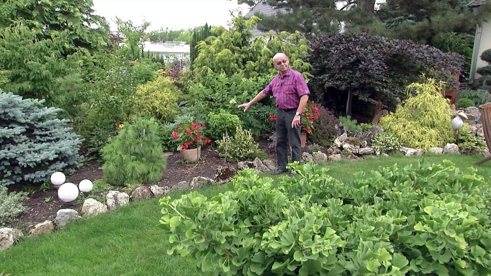 GinkgoSammler in Weimar veredelt eigene Bäume im Garten MDR.DE