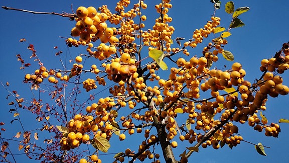 Gelbe Zieräpfel in einer Baumkrone