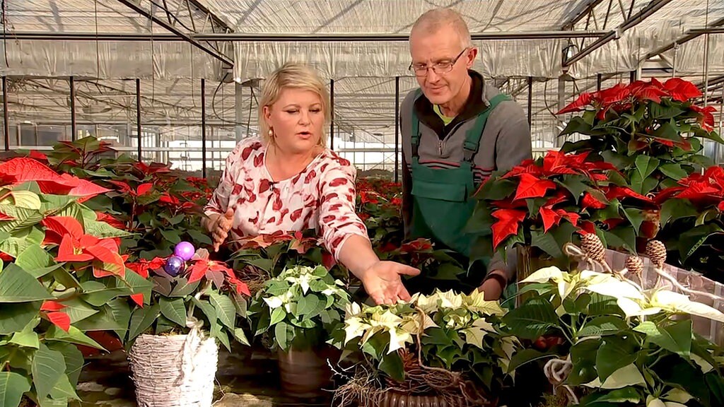 Ein Meer Aus Bluten Der Weihnachtsstern Hat Saison Mdr De