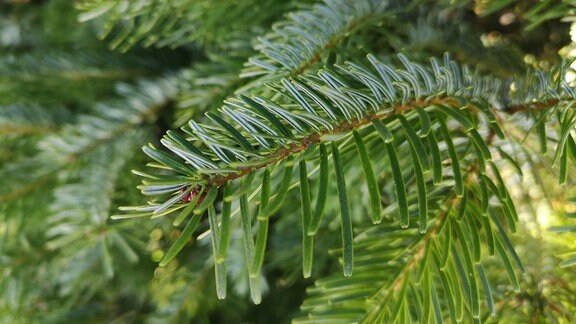 Nordmanntanne: Im Garten Pflanzen Und Pflegen | MDR.DE