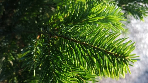 Umpferstedt weihnachtsbaum - Alle Favoriten unter der Vielzahl an analysierten Umpferstedt weihnachtsbaum!