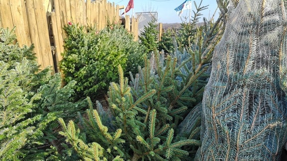 Viele Weihnachtsbäume stehen zum Verkauf. 