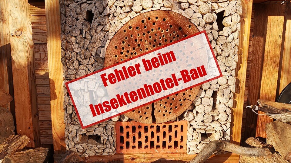 Insektenhotel Diese Fehler Sollten Sie Vermeiden Mdr De