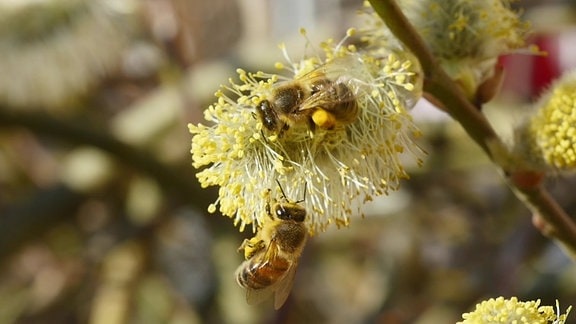 Mehrere Bienen an Blüten der Bienenweide.