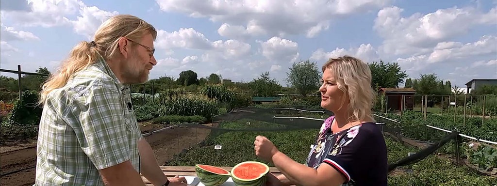 Wassermelonen Im Garten Anbauen Pflegen Und Ernten Mdr De