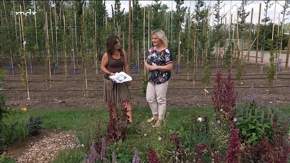 Kräuter, Gemüse und Stauden im Garten kombinieren MDR.DE