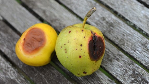 Äpfel mit dunklen Stellen