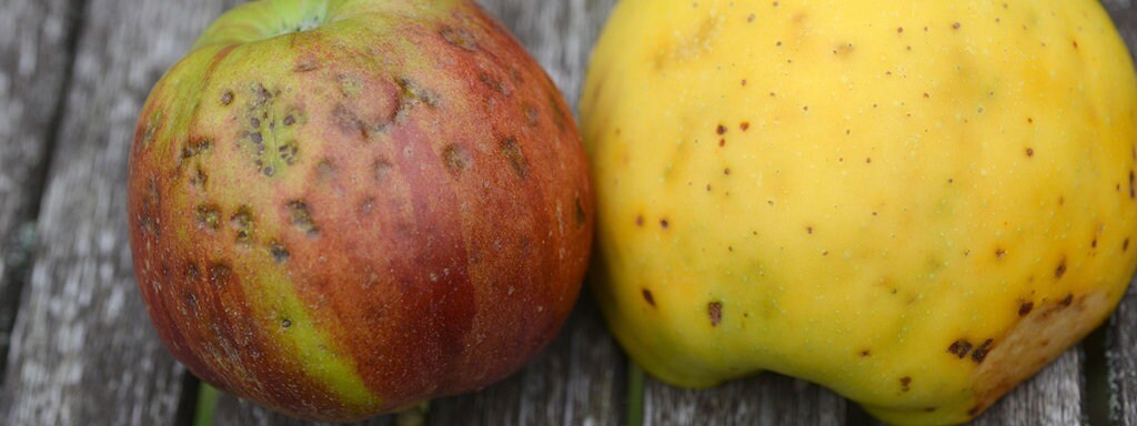 Braune Flecken Am Apfel Was Hilft Gegen Stippe Mdr De