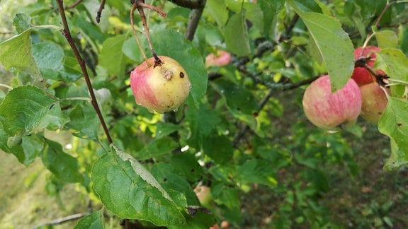 Apfelbaum mit kleinen Früchten