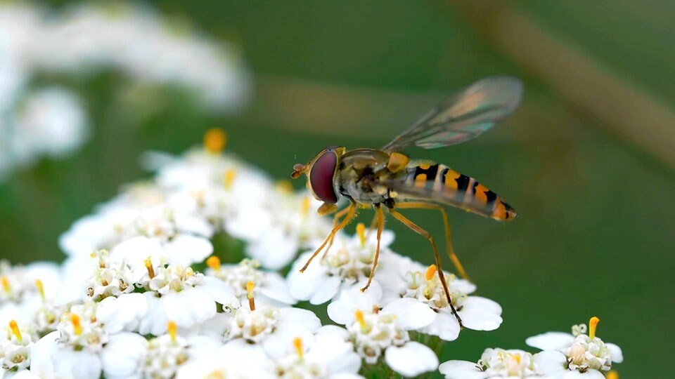 Nützliche und schädliche Fliegen im Garten MDR.DE