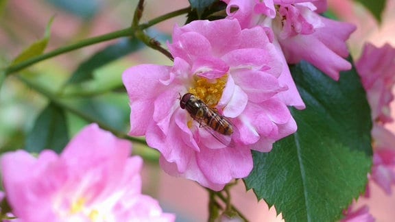 ein Insekt auf einer Rosenblüte