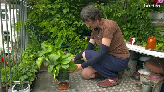 Eine Frau setzt eine Pflanze auf einen umgedrehten Untersetzer.