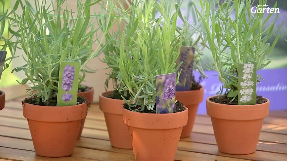 So fühlt sich Lavendel im Kübel wohl MDR.DE